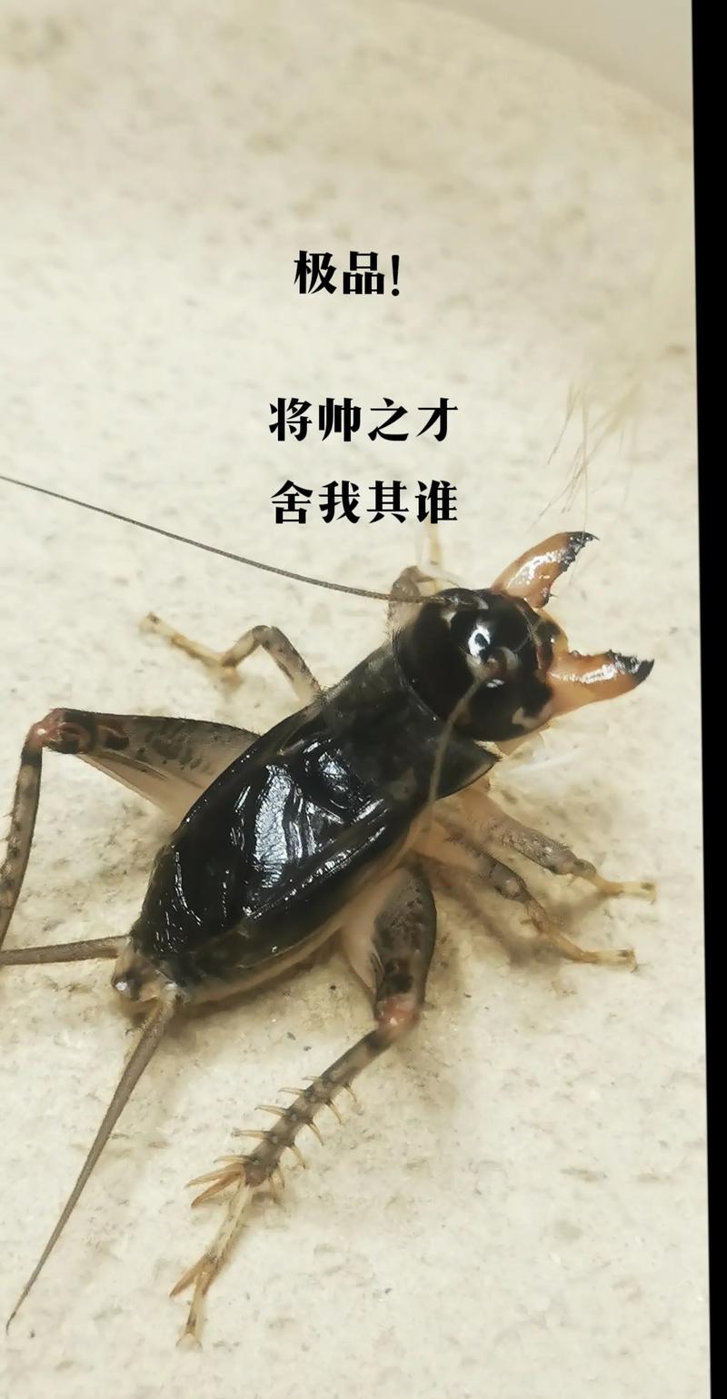 蛐蛐也疯狂：带你走进神奇的蛐蛐世界
