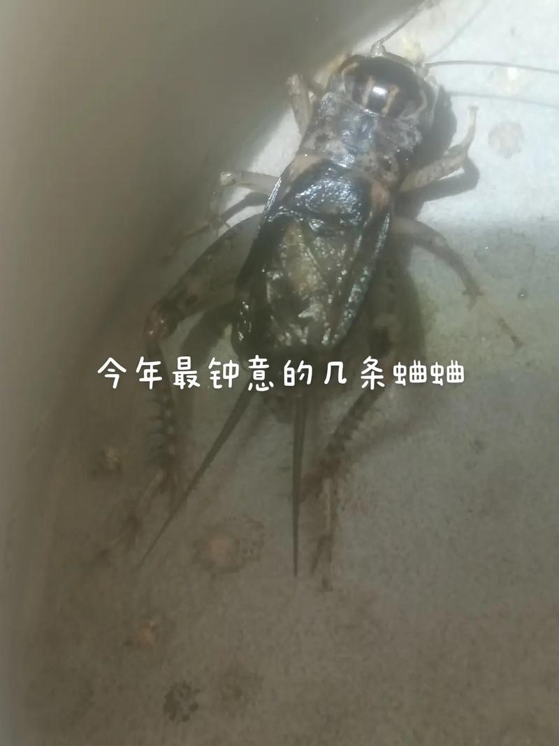 蛐蛐也疯狂：带你走进神奇的蛐蛐世界