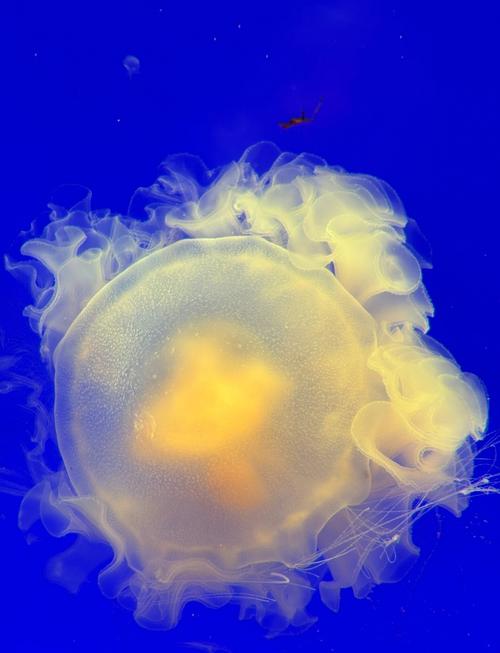 梦幻水族馆3：打造你的梦幻水下王国！