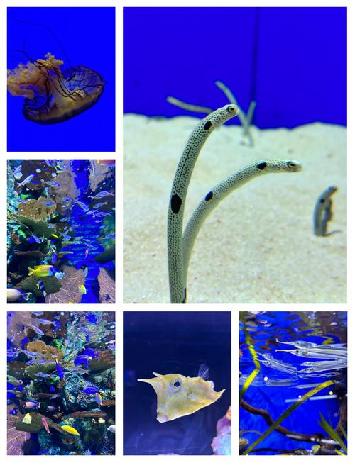 梦幻水族馆3：打造你的梦幻水下王国！