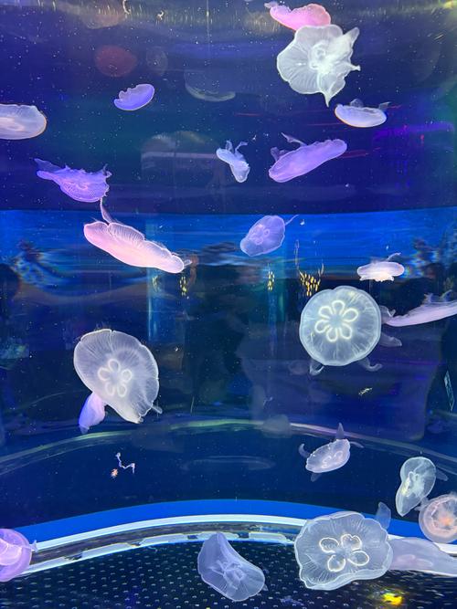 梦幻水族馆3：打造你的梦幻水下王国！