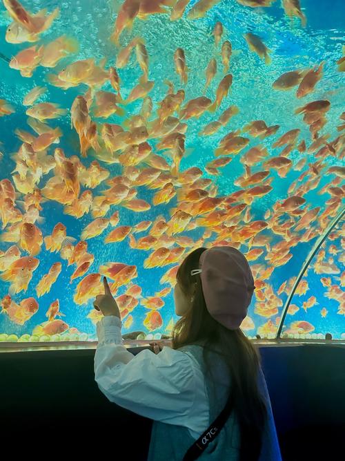 梦幻水族馆3：打造你的梦幻水下王国！