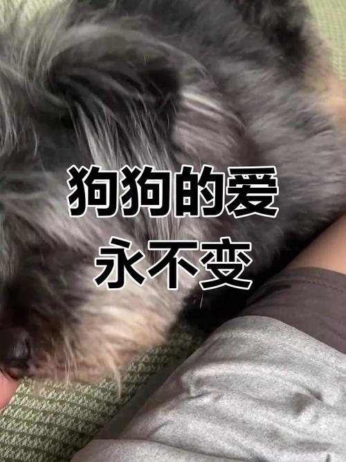 我是你的狗：忠诚的爱，卑微的守护