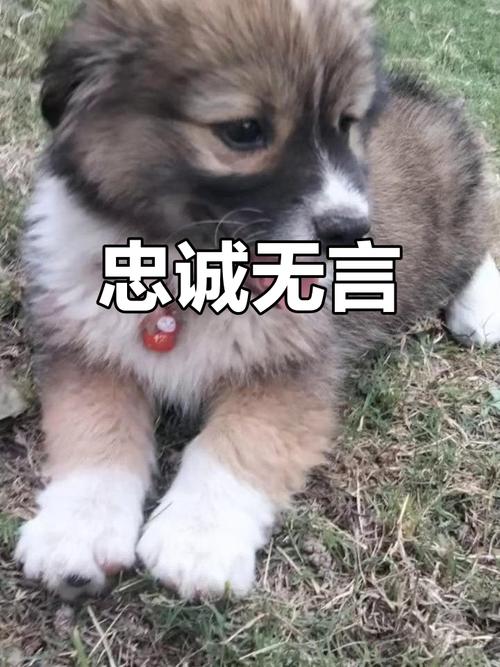 我是你的狗：忠诚的爱，卑微的守护