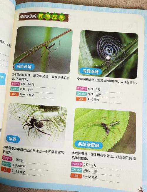 新手必看LOL蜘蛛入门指南：快速掌握技巧