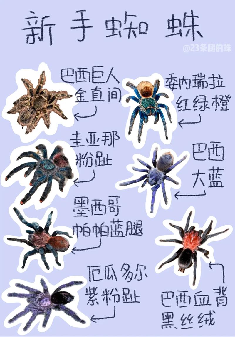 新手必看LOL蜘蛛入门指南：快速掌握技巧