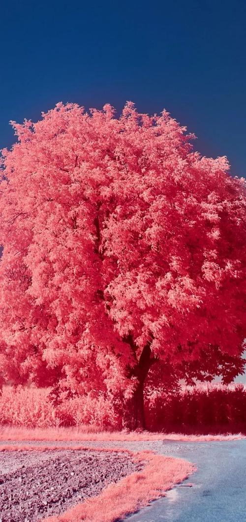 壁纸排行榜2023：高颜值壁纸推荐，总有一款你爱！