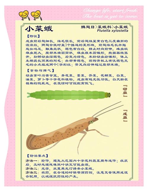 小菜蛾防治难？别怕！科学方法帮你轻松应对小菜蛾！