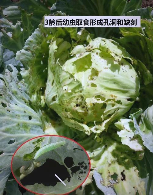 小菜蛾防治难？别怕！科学方法帮你轻松应对小菜蛾！