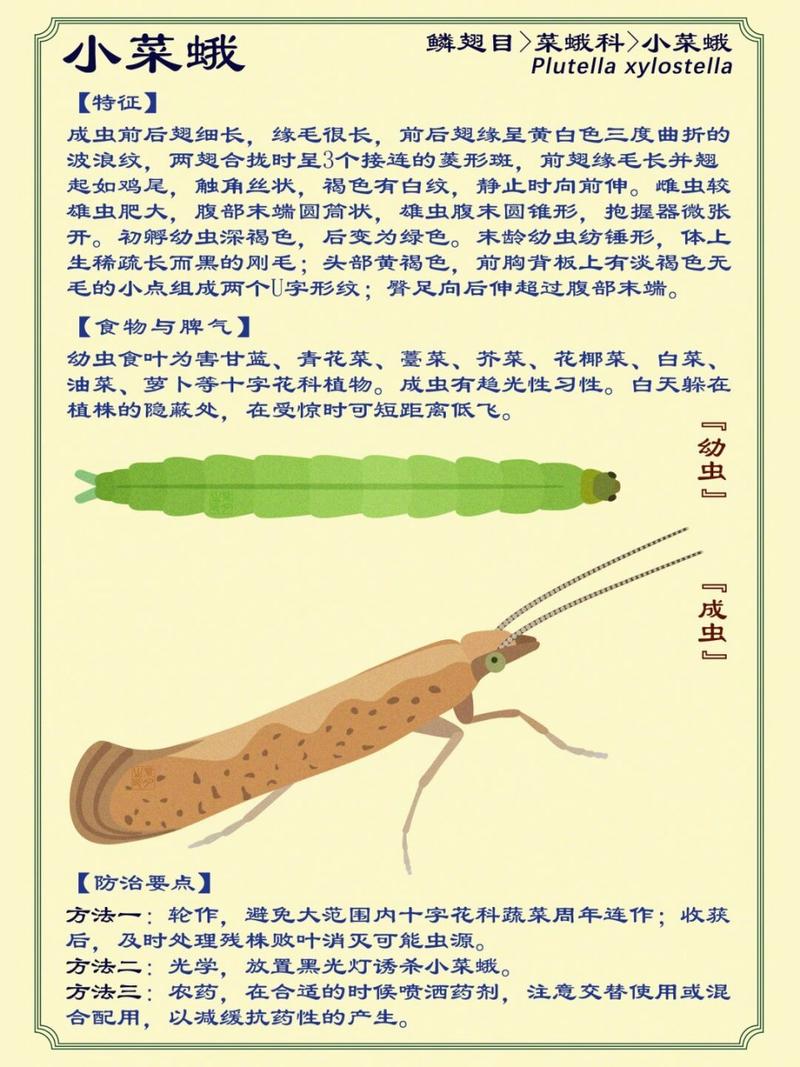 小菜蛾防治难？别怕！科学方法帮你轻松应对小菜蛾！