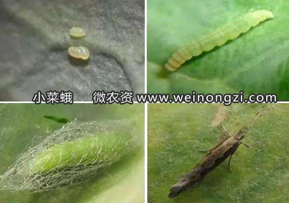 小菜蛾防治难？别怕！科学方法帮你轻松应对小菜蛾！