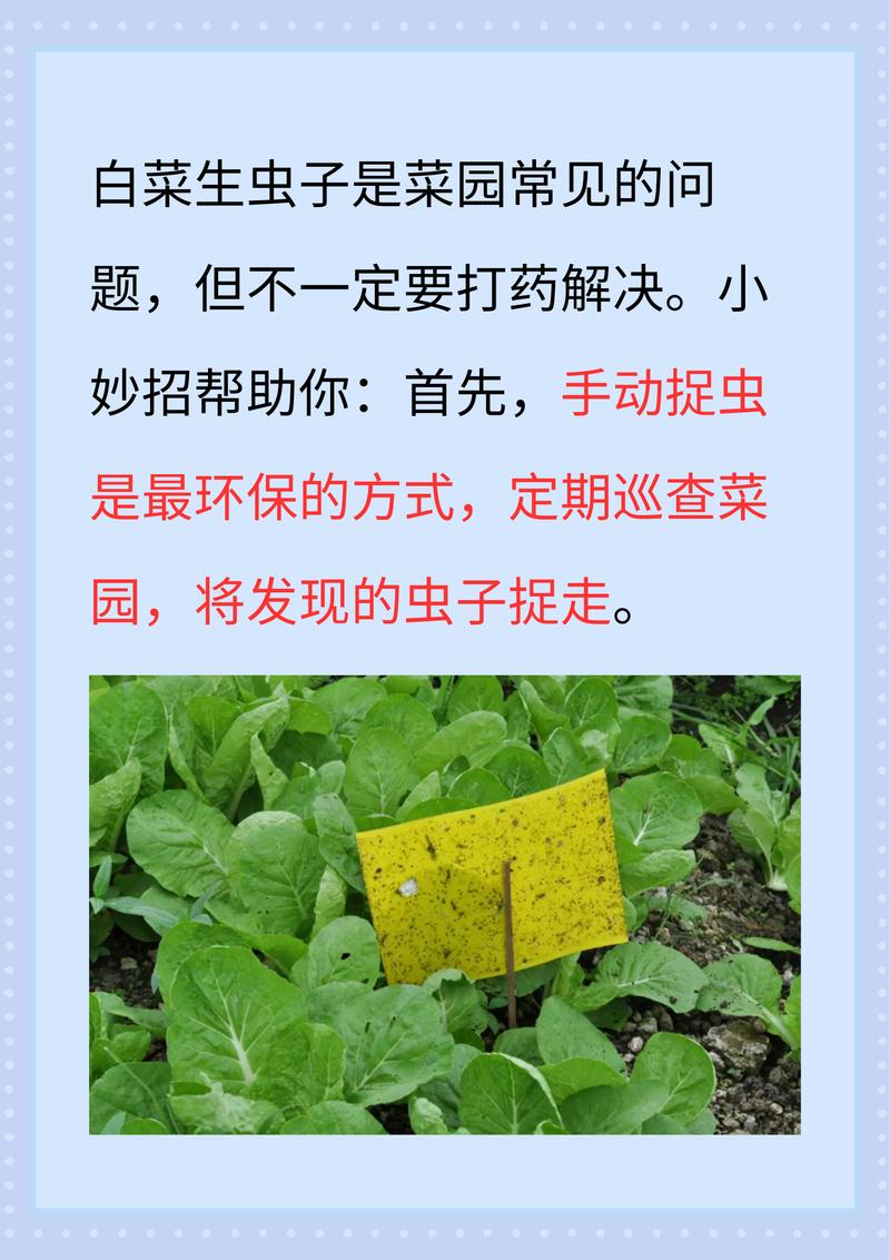 小菜蛾防治难？别怕！科学方法帮你轻松应对小菜蛾！