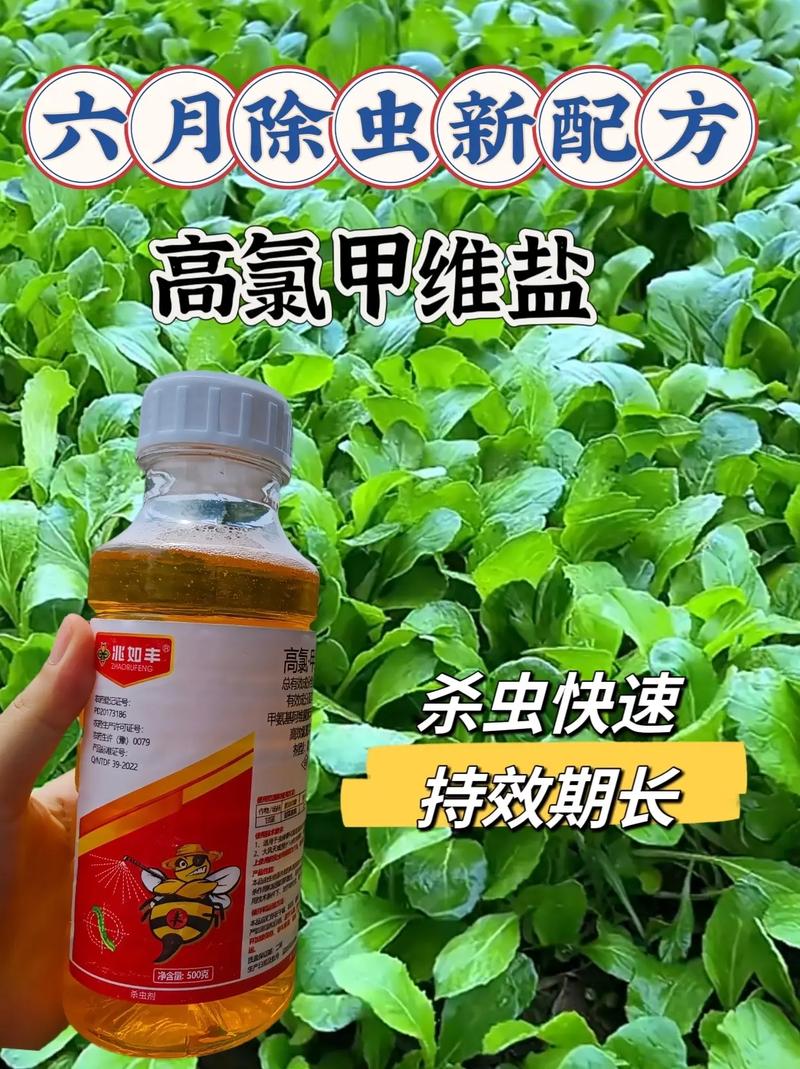 小菜蛾防治难？别怕！科学方法帮你轻松应对小菜蛾！