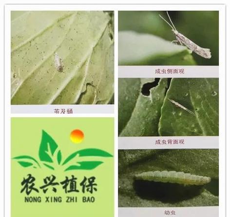 小菜蛾防治难？别怕！科学方法帮你轻松应对小菜蛾！