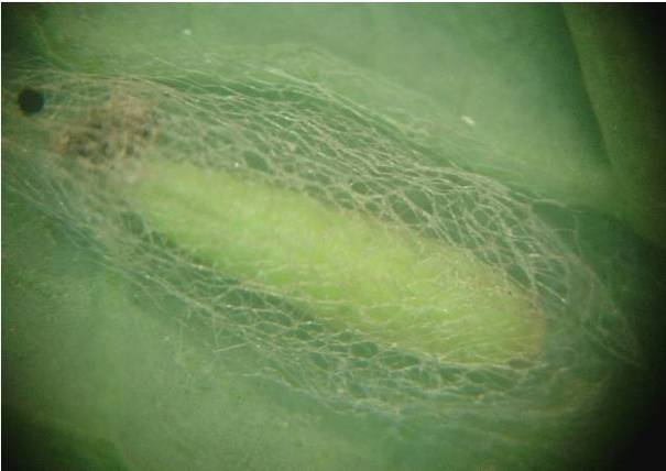 小菜蛾防治难？别怕！科学方法帮你轻松应对小菜蛾！