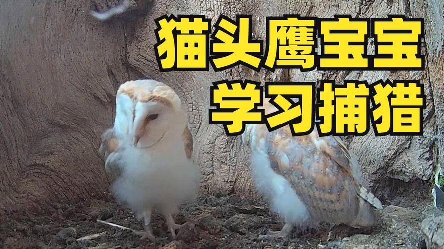 DNF新礼包送猫头鹰？教你如何兑换和使用无限猫头鹰