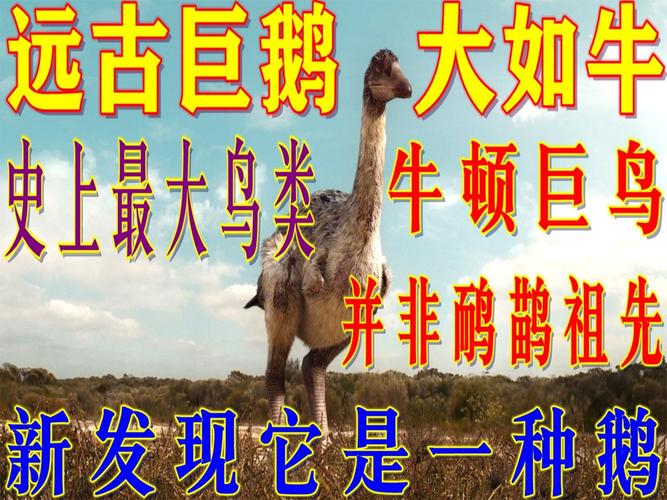 想知道你家大鹅的祖先？答案或许会让你惊讶