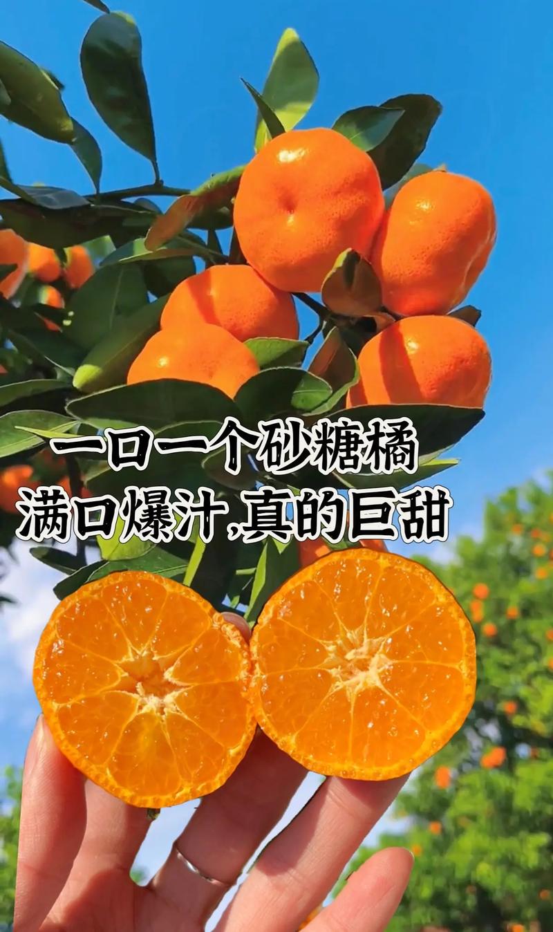 沙糖桔什么梗？火爆全网的“小砂糖橘”事件始末