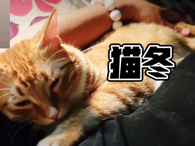 北方人猫冬的乐趣：温暖舒适，享受冬日时光！