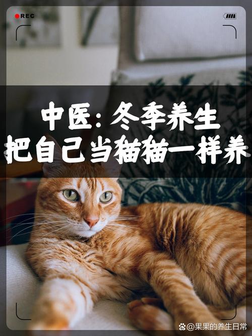 北方人猫冬的乐趣：温暖舒适，享受冬日时光！