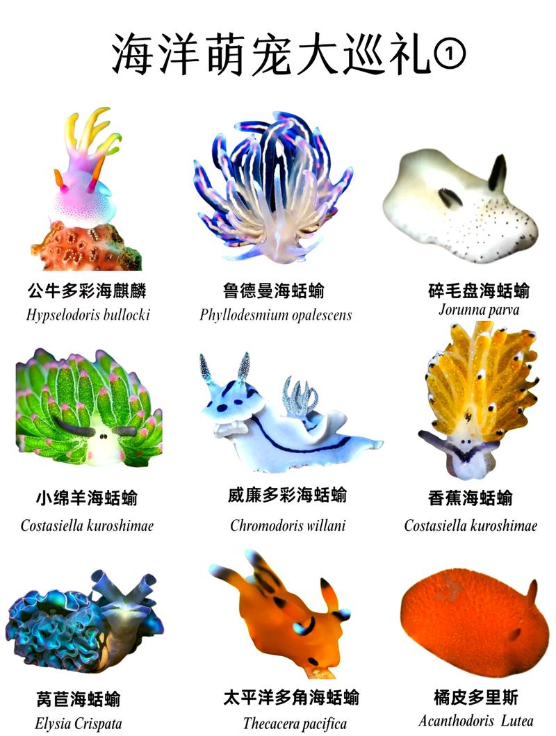 海兔是什么？它和海牛、海蛞蝓有什么关系？