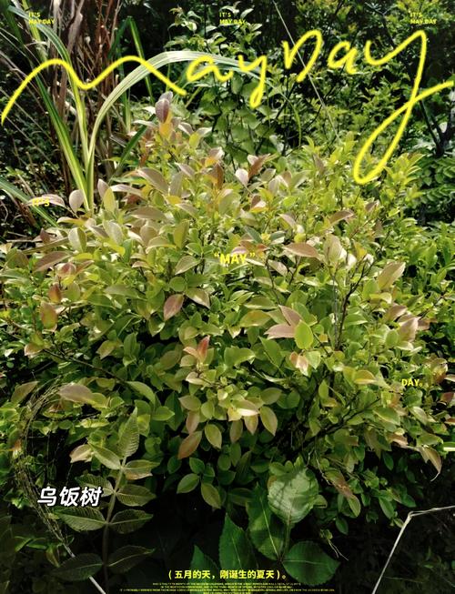 此间的老叶在哪？快速找到老叶的详细位置攻略