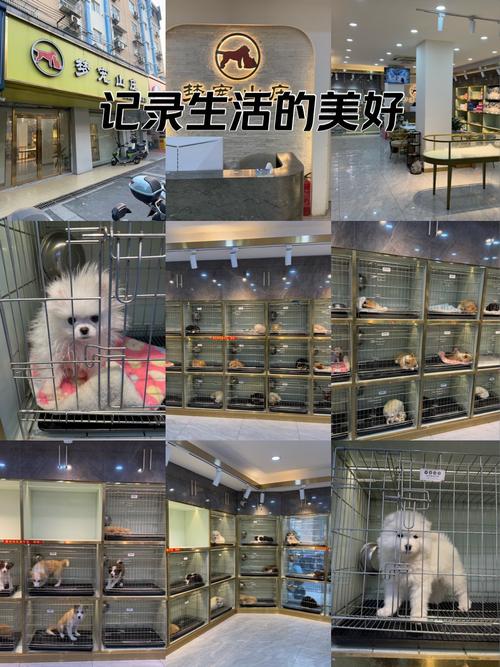 宠物梦工厂：打造你的宠物乐园，开启萌宠新生活