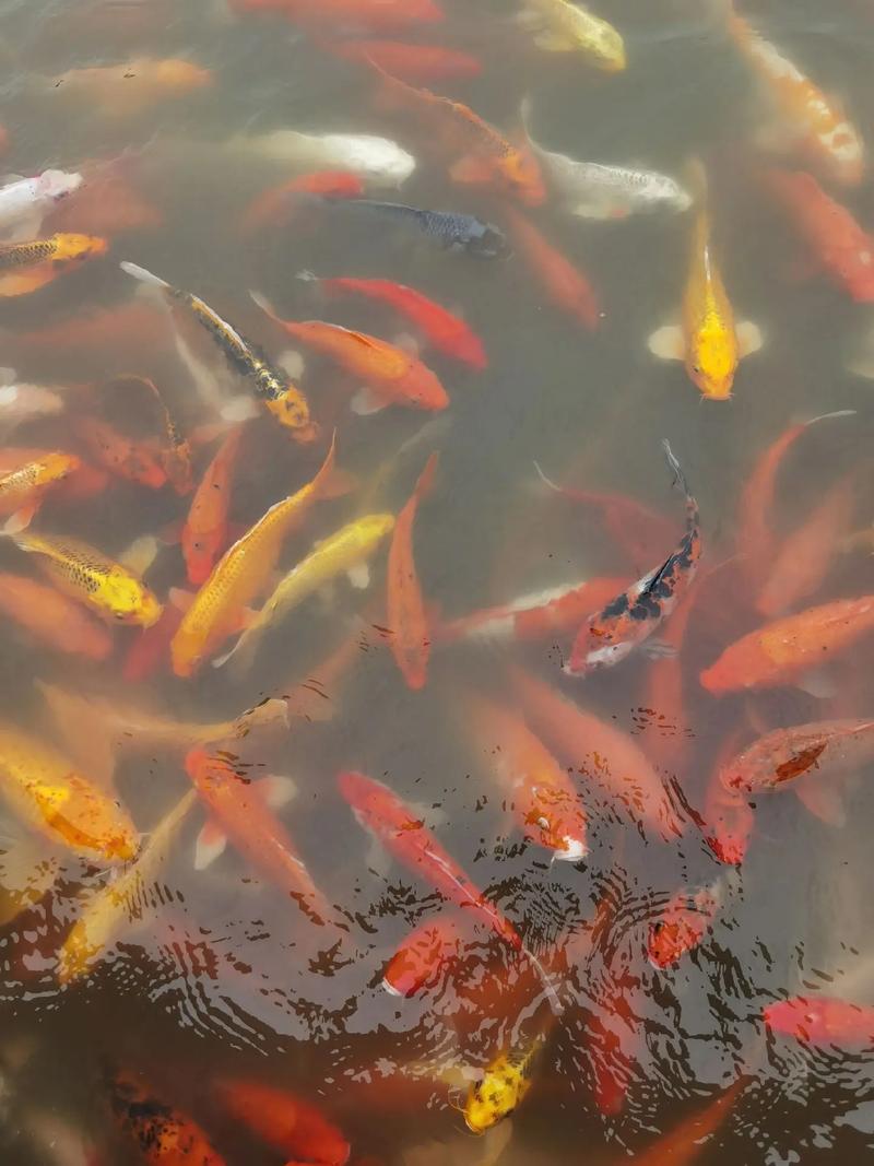 我是一条鱼：探秘水下世界，感受鱼儿自由自在的生活