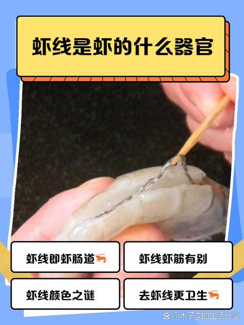 虾线是虾的什么东西?其实就是虾的消化道别搞错!