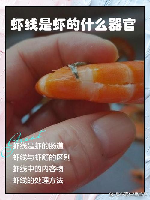 虾线是虾的什么东西？其实就是虾的消化道别搞错！