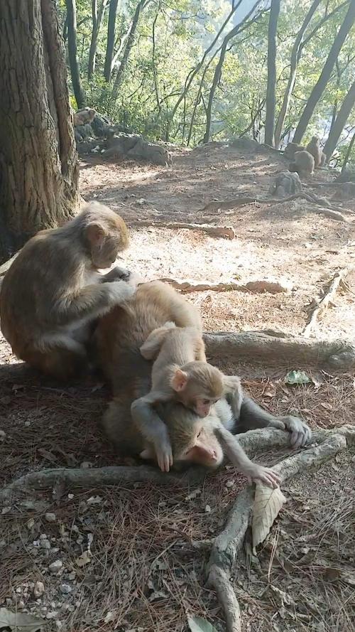调皮猴综合社区是什么？一个让你找到超多乐趣的地方！