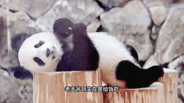 神奇动物园：熊猫的爆笑奇遇记，谁是最终赢家？