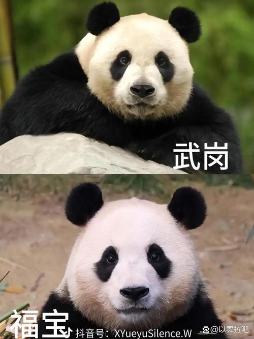 神奇动物园：熊猫的爆笑奇遇记，谁是最终赢家？