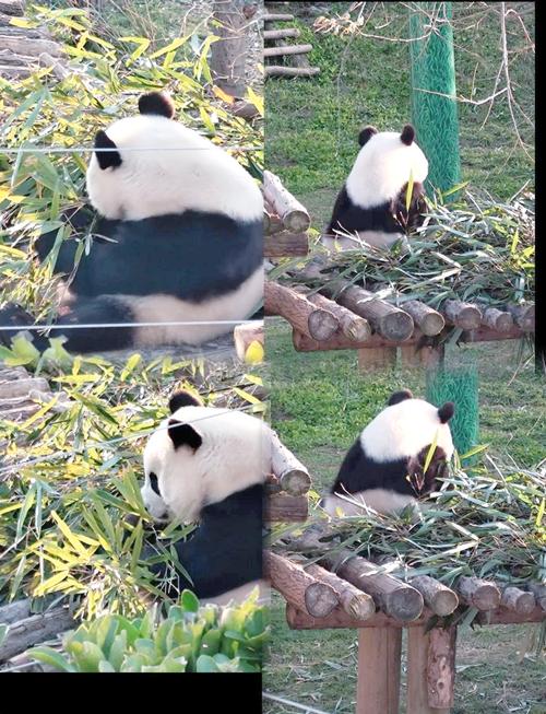神奇动物园：熊猫的爆笑奇遇记，谁是最终赢家？