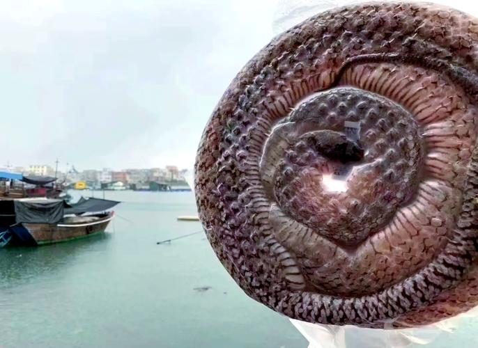 海蛇补给基地值得去吗？深度分析优缺点与价值！