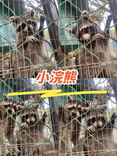 哪里可以玩到小浣熊碰碰车？这几个游乐场超好找！