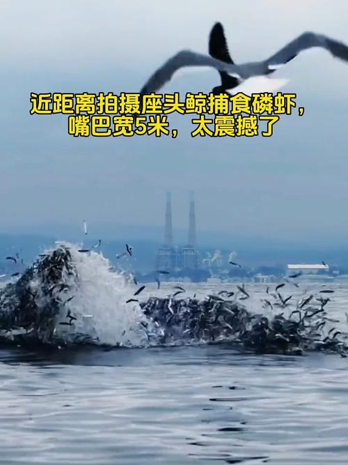 座头鲸捕食磷虾的智慧有多高？这些捕食方法太聪明了！