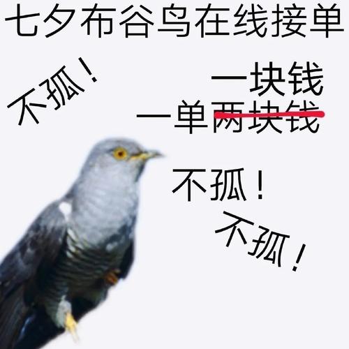 七夕节的布谷鸟：单身狗的专属节日安慰？