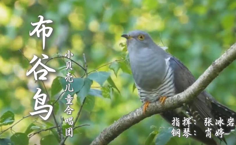 七夕节的布谷鸟：单身狗的专属节日安慰？