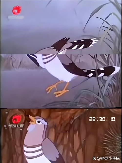 七夕节的布谷鸟：单身狗的专属节日安慰？