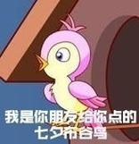七夕节的布谷鸟：单身狗的专属节日安慰？