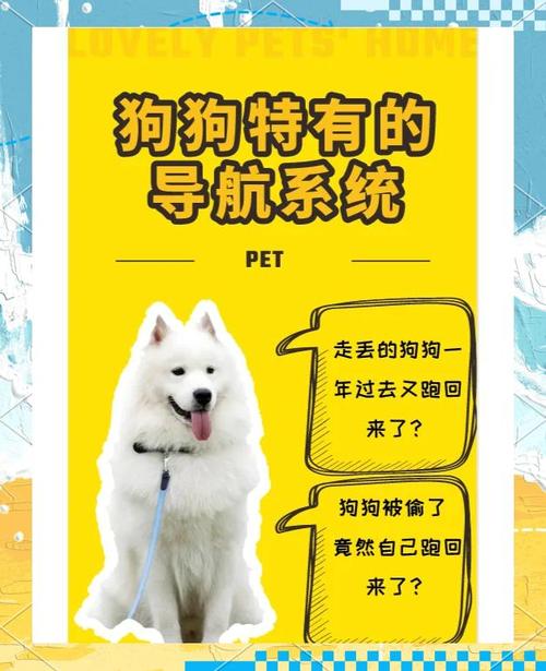 导航犬怎么用才能发挥最大作用？这些核心功能你一定要知道！