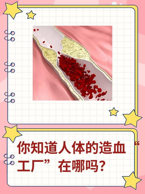 人体的造血工厂在哪里？一文带你了解骨髓的秘密！