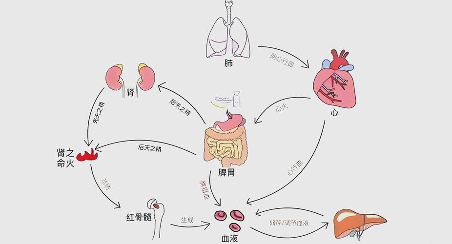 人体的造血工厂在哪里？一文带你了解骨髓的秘密！