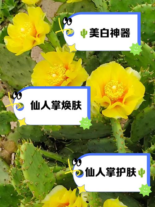 仙人掌搜索引擎怎么用？掌握这些技巧轻松上手！