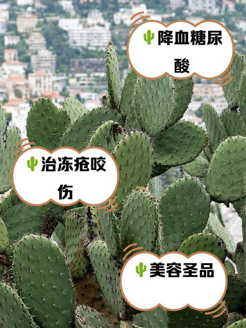 仙人掌搜索引擎怎么用？掌握这些技巧轻松上手！