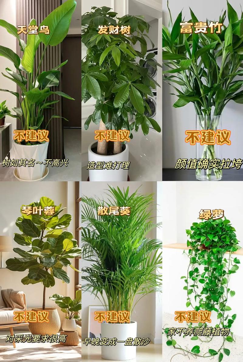 室内养什么植物长得最快？这几种好养又好看！