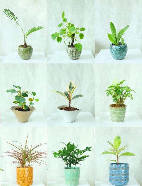室内养什么植物长得最快？这几种好养又好看！