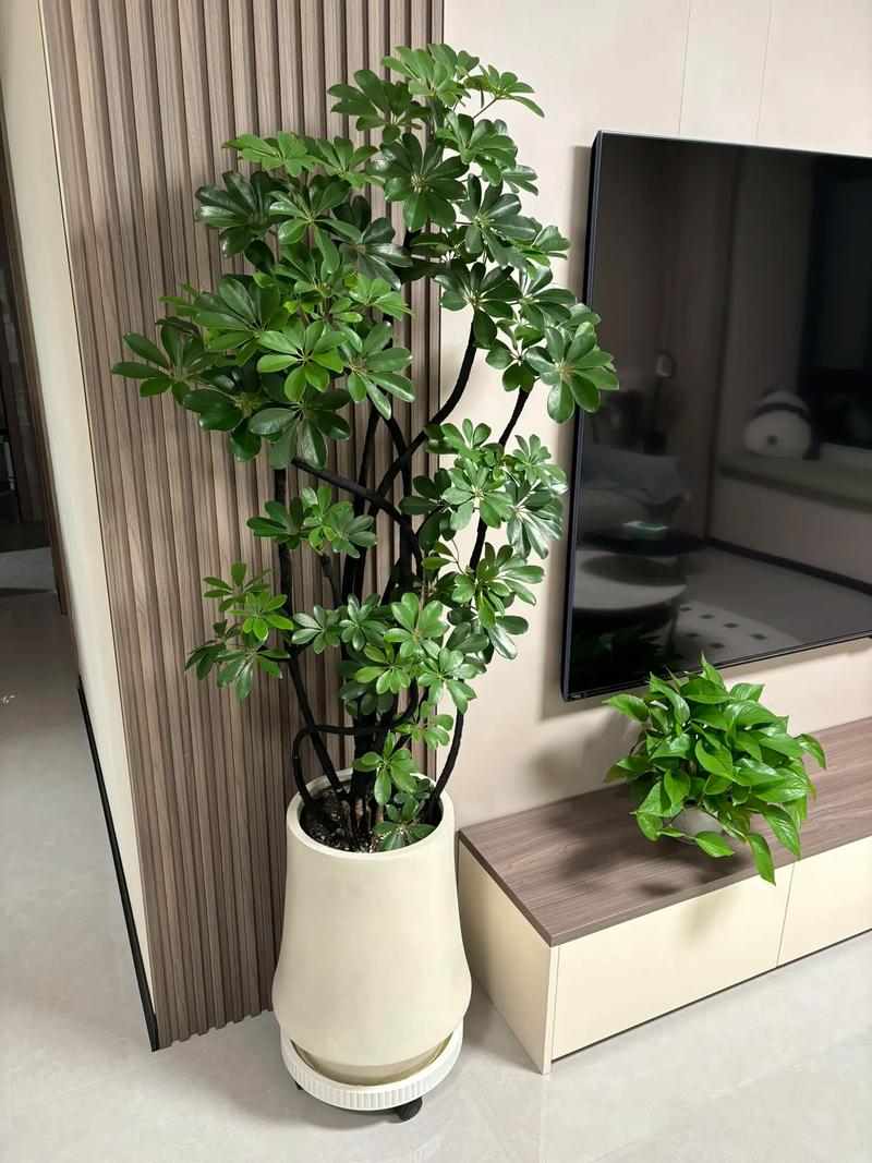 室内养什么植物长得最快？这几种好养又好看！