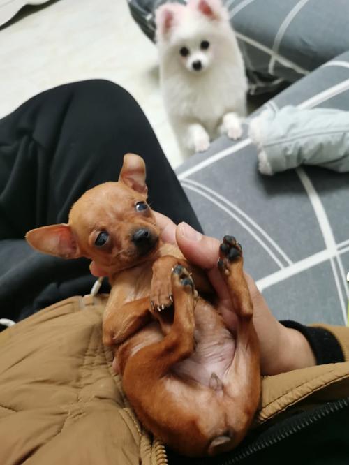 想买小鹿lula怎么选？注意这几点轻松买到正品！